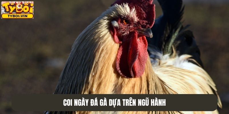 Coi ngày đá gà dựa trên Ngũ Hành tương sinh - tương khắc